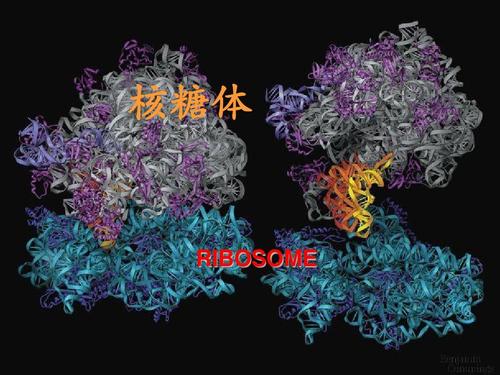 发现核糖体诱导体细胞多能性