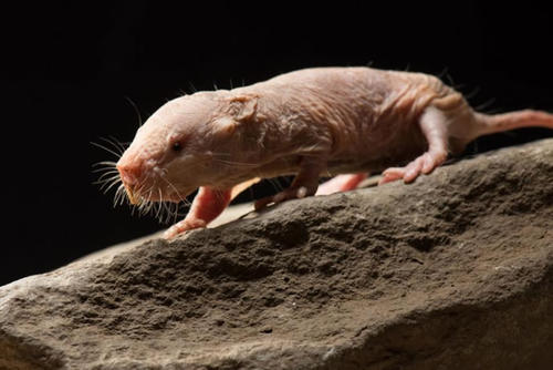 细胞衰老是裸鼹鼠长期无癌症生命的关键吗