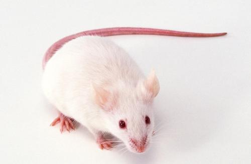 在小鼠中抑制这种酶会引发对肿瘤的免疫攻击