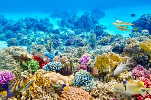 大堡礁珊瑚的新见解为气候记录提供了修正因子