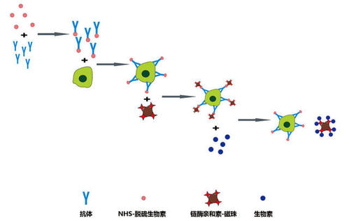 科学家们开发了基于FACS的通用方法来进行异源细胞分选