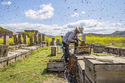 调查显示美国最大的蜜蜂冬季即将结束