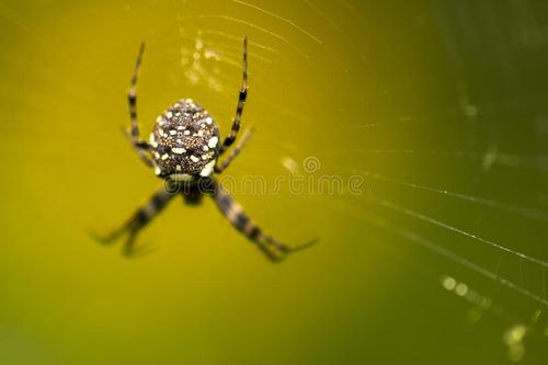 在澳大利亚西部发现了56种新的蜘蛛纲动物