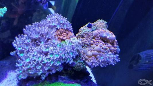 寻找Nemo的海葵家族树