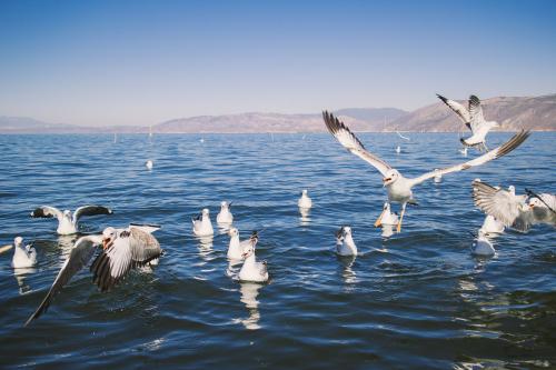 研究表明风可以防止海鸟进入其最重要的栖息地