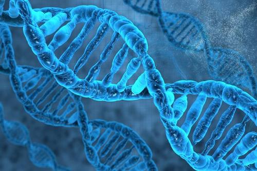 新的DNA显微镜技术提供了对细胞基因组信息的新见解