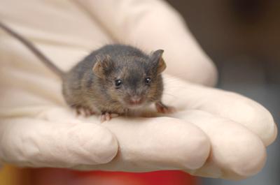 从小鼠干细胞生长的毛茸茸的皮肤