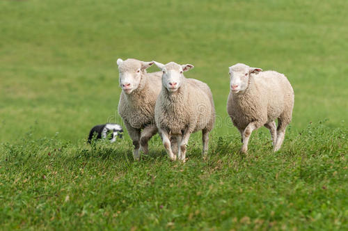 从绵羊到长颈鹿基因组研究揭示了反刍动物的进化