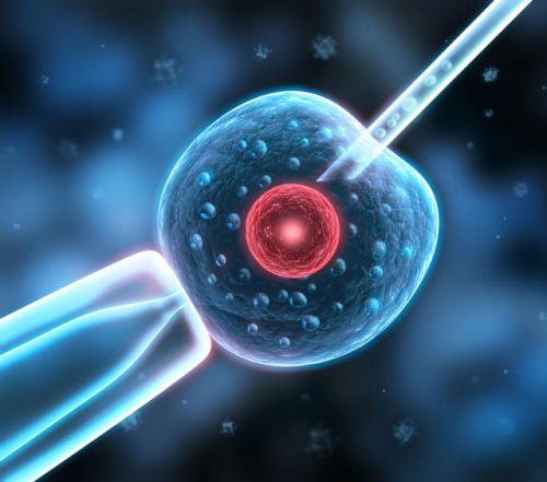 较长期发育的胚胎移植会增加较小的产科风险