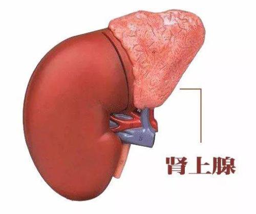 对于患有某些肾上腺肿瘤的患者应更新医疗保健指南