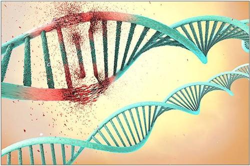 分子剪刀稳定细胞的细胞骨架