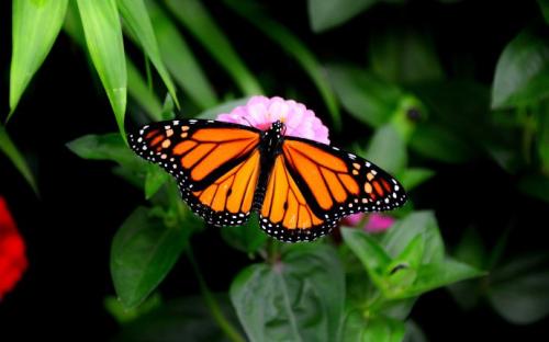 研究发现人工饲养的帝王蝶可能失去迁徙能力