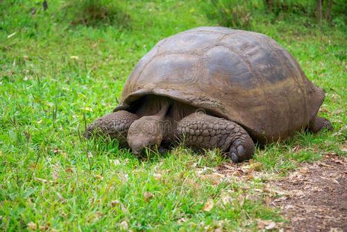 南美洲巨型河龟的保护工作已经保护了147,000名女性