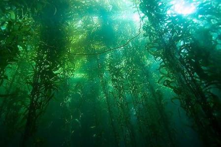 寻找海底海藻森林的缺氮