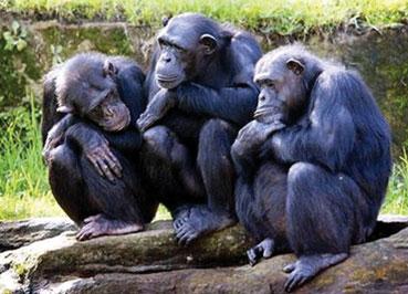 了解是什么让动物园的大猩猩心脏发痒