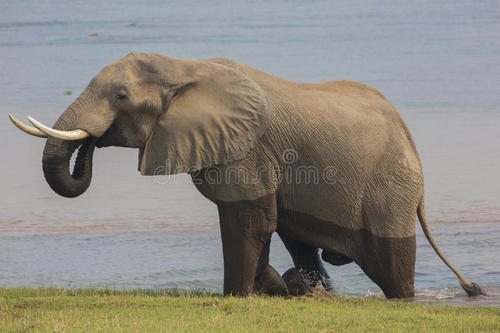 非洲公牛大象的交配秘密
