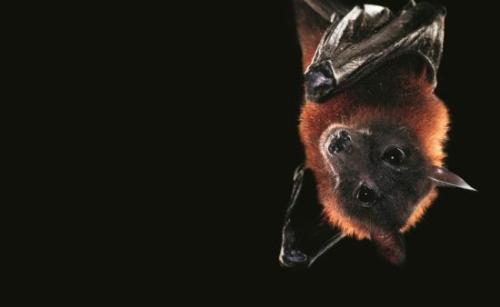 模型预测蝙蝠物种有可能在传播致命的尼帕病毒