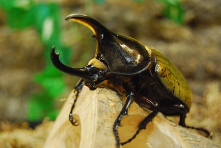 研究人员确定了新种枇杷甲虫