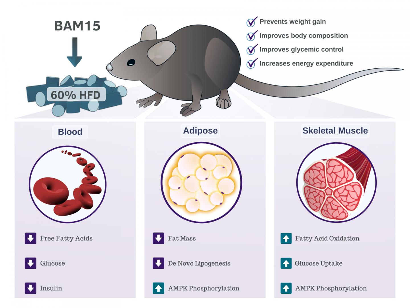研究发现BAM15可作为肥胖症的潜在治疗方法