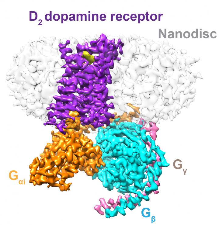 一项新研究揭示了嵌入磷脂膜的多巴胺受体类型的活性形式结构