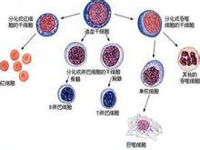 介绍下造血祖细胞类型都有什么