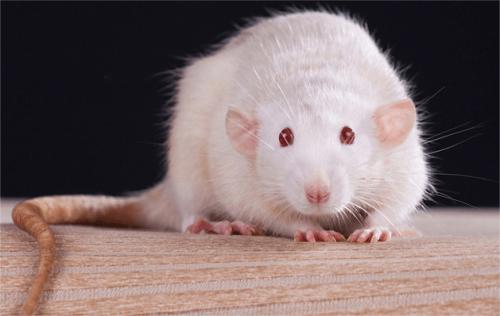 大鼠中发现的情绪镜像神经元