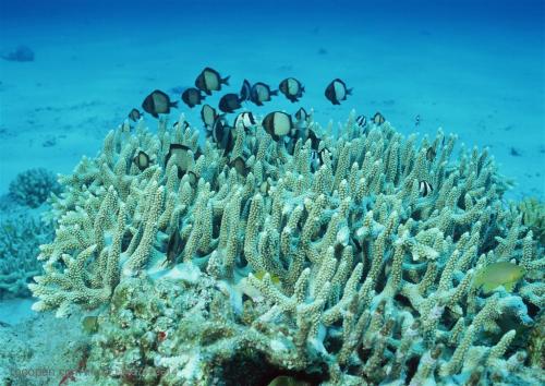 珊瑚礁周围的细菌同步变化甚至在很远的距离