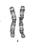 介绍下染色体核型描述常用的缩写符号有哪些