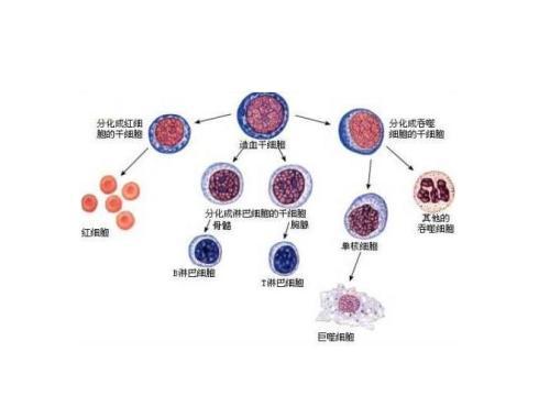 科普下造血干细胞定义及特征有哪些
