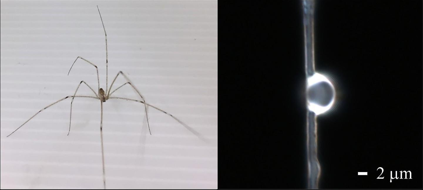 蜘蛛丝可以制造用于生物成像的镜片