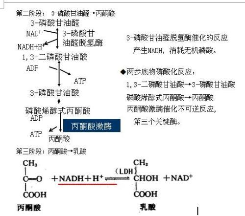 科普下糖酵解的生理意义有哪些