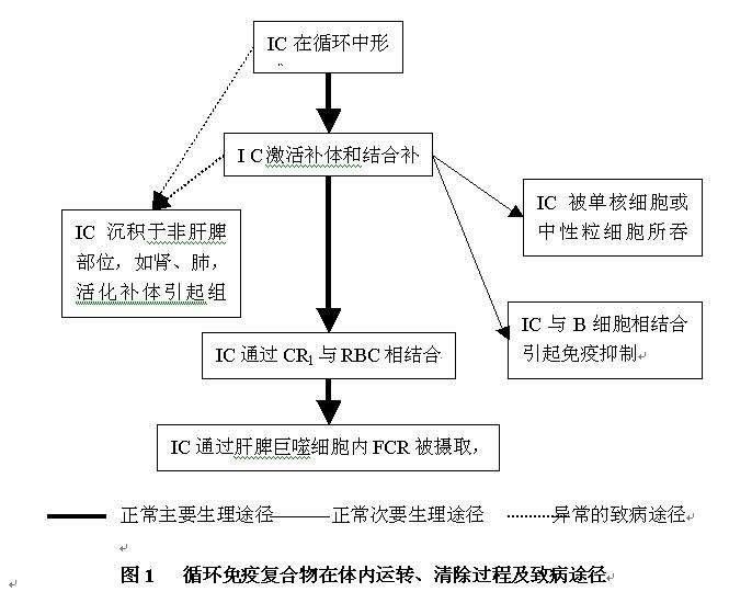 科普下免疫复合物的形成原因有哪些