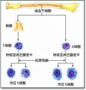 介绍下B淋巴细胞的功能有哪些