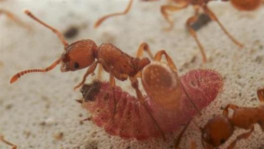 昆虫学家揭露佛罗里达火蚁螳螂母系