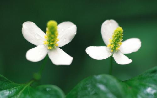 科普抗生素杀菌作用的机制是什么