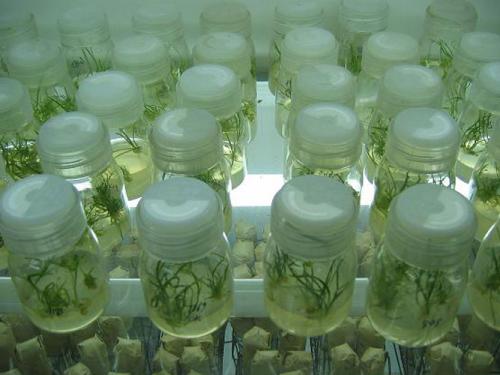 冷泉港实验室宣布与植物育种初创公司Inari签订独家许可
