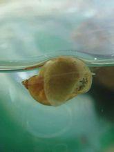 蜗牛如何适应生活在如此深水中的线索