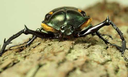这些甲虫已经成功地使用了1亿年