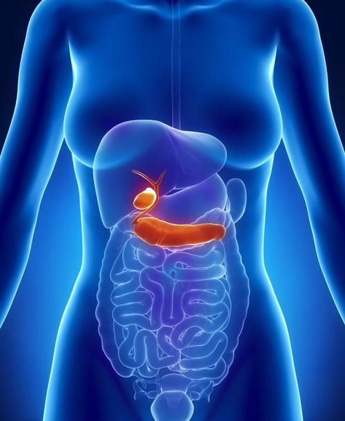 罕见的遗传变化为胰腺的发育提供了线索