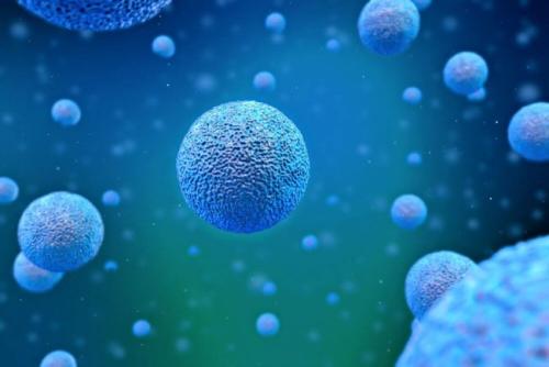 干细胞在不含动物源性化合物的培养基中生长