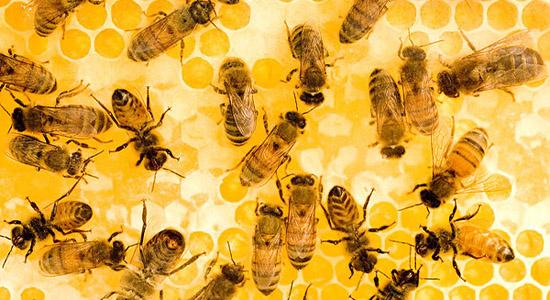 在运输过程中弱蜂蜜蜂群可能会因冷暴露而失败