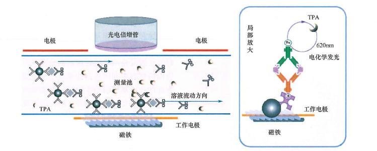 介绍下化学发光免疫分析技术原理是什么