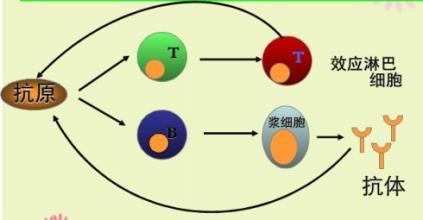 科普下影响抗原抗体反应的因素有什么