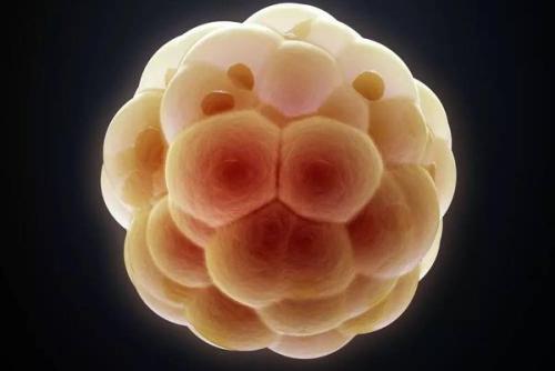 胚胎发生过程中的力梯度将细胞募集到后肠