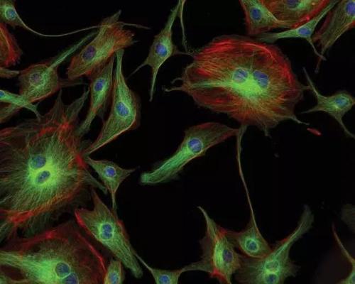 强大的显微镜揭示了动力Nanoscaffold