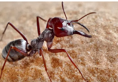 研究人员在撒哈拉以北地区发现了世界上最快的蚂蚁