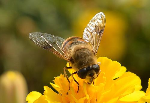 Neonics阻碍了蜜蜂抵御致命螨虫的能力