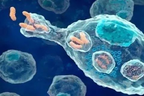 预防癌症招募我们的免疫细胞作为双重代理人