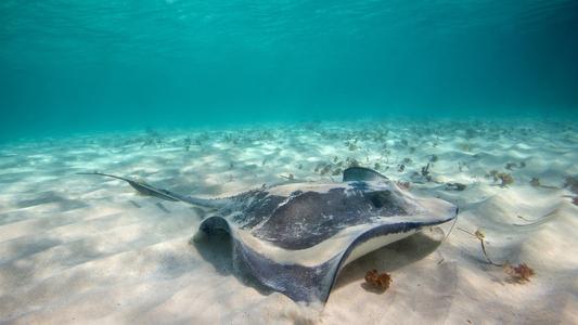 海洋皮肤潜水更深以便更好地监测