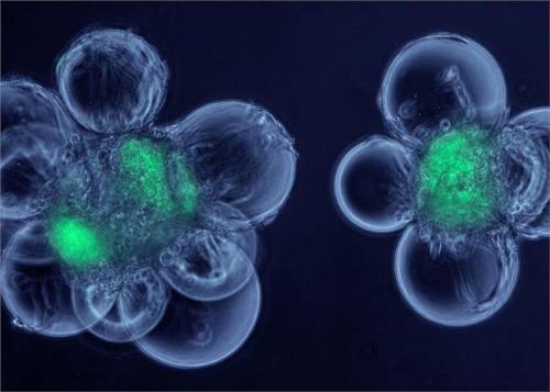 胚胎干细胞可以变形为人体的任何细胞